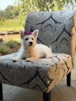 Regina , a female Scottish Terrier and West Highland White Terrier for sale in Paducah, KY – 6 of 10