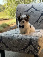 Mason, a male Yorkshire Terrier and Biewer for sale in Paducah, KY – 6 of 10