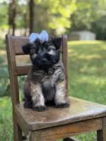 AKC Sylvia , a female Soft Coated Wheaten Terrier for sale in Paducah, KY – 5 of 10