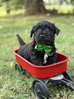 Green, a male Scottish Terrier and West Highland White Terrier for sale in Paducah, KY – 7 of 7
