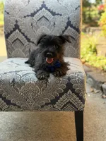 Riley, a male Scottish Terrier and West Highland White Terrier for sale in Paducah, KY – 6 of 10