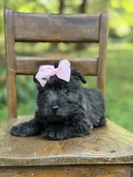 Pink, a female Scottish Terrier and West Highland White Terrier for sale in Paducah, KY – 3 of 10