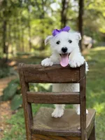 Regina , a female Scottish Terrier and West Highland White Terrier for sale in Paducah, KY – 4 of 10