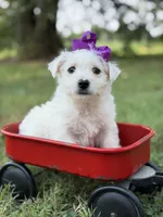 Purple, a female Scottish Terrier and West Highland White Terrier for sale in Paducah, KY – 6 of 10