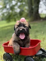 AKC Sophie, a female Soft Coated Wheaten Terrier for sale in Paducah, KY – 5 of 10