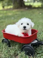 Red, a male Scottish Terrier and West Highland White Terrier for sale in Paducah, KY – 10 of 10