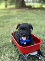Blue , a male Scottish Terrier and West Highland White Terrier for sale in Paducah, KY – 7 of 7