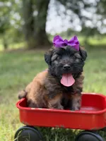 AKC Purple , a female Soft Coated Wheaten Terrier for sale in Paducah, KY – 8 of 8