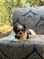 Mason, a male Yorkshire Terrier and Biewer for sale in Paducah, KY – 10 of 10