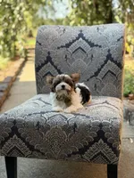 Maddox, a male Yorkshire Terrier and Biewer for sale in Paducah, KY – 7 of 10