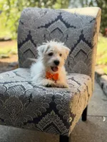 Polar, a male Scottish Terrier and West Highland White Terrier for sale in Paducah, KY – 2 of 9