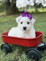 Purple, a female Scottish Terrier and West Highland White Terrier for sale in Paducah, KY – 9 of 10
