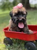AKC Sophie, a female Soft Coated Wheaten Terrier for sale in Paducah, KY – 9 of 10