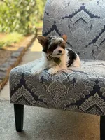 Maddox, a male Yorkshire Terrier and Biewer for sale in Paducah, KY – 10 of 10