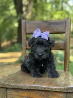 Purple, a female Scottish Terrier and West Highland White Terrier for sale in Paducah, KY – 4 of 10