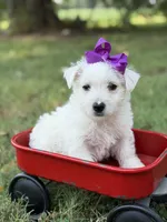 Purple, a female Scottish Terrier and West Highland White Terrier for sale in Paducah, KY – 10 of 10