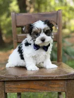 Maxwell, a male Yorkshire Terrier and Biewer for sale in Paducah, KY – 2 of 10