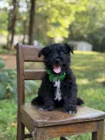 Riley, a male Scottish Terrier and West Highland White Terrier for sale in Paducah, KY – 6 of 8