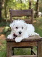Ringo, a male Scottish Terrier and West Highland White Terrier for sale in Paducah, KY – 5 of 7