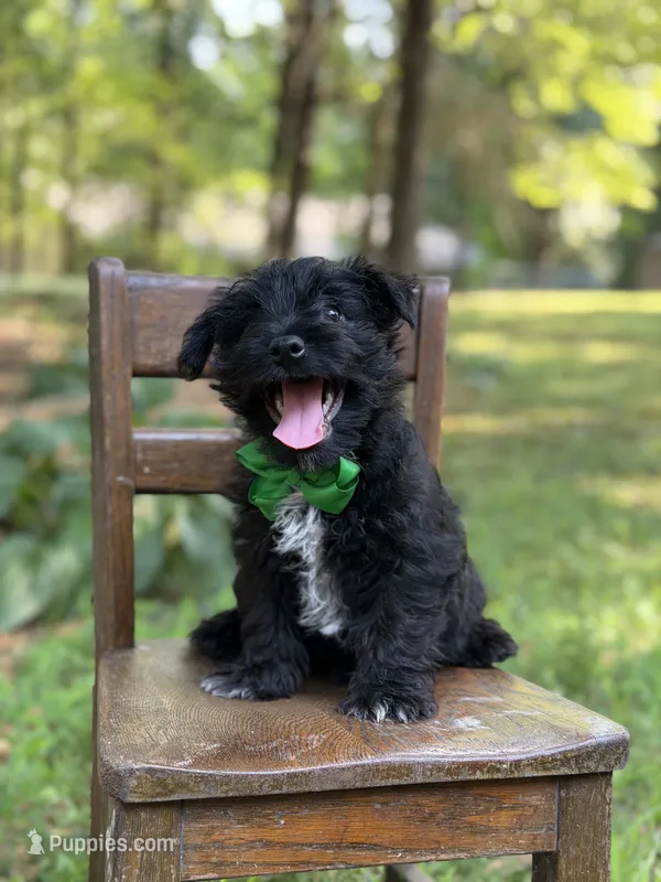Riley – Scottish Terrier, West Highland White Terrier puppy for sale in Paducah, KY