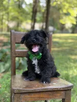 Riley, a male Scottish Terrier and West Highland White Terrier for sale in Paducah, KY – 1 of 8