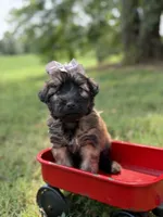AKC Silver, a female Soft Coated Wheaten Terrier for sale in Paducah, KY – 6 of 7
