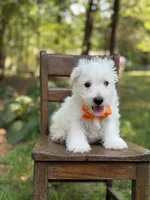 Polar, a male Scottish Terrier and West Highland White Terrier for sale in Paducah, KY – 8 of 10