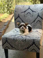 Maddox, a male Yorkshire Terrier and Biewer for sale in Paducah, KY – 4 of 10