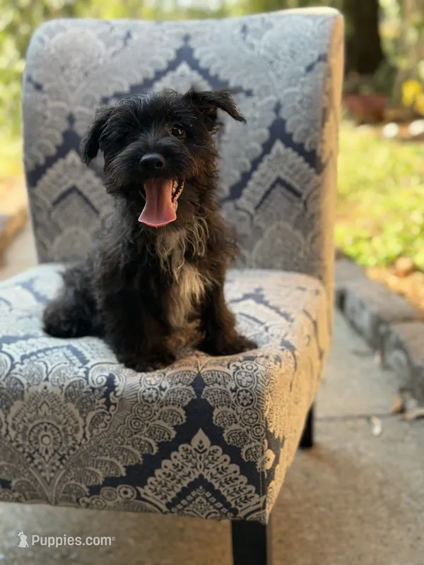 Riley – Scottish Terrier, West Highland White Terrier puppy for sale in Paducah, KY