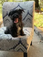 Riley, a male Scottish Terrier and West Highland White Terrier for sale in Paducah, KY – 1 of 10