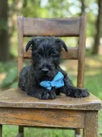 Blue, a male Scottish Terrier and West Highland White Terrier for sale in Paducah, KY – 5 of 7