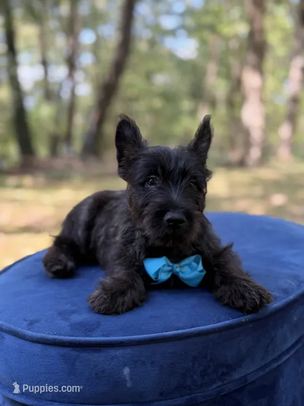 Blue – Scottish Terrier, West Highland White Terrier puppy for sale in Paducah, KY