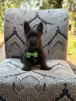 Cabo, a male Scottish Terrier and West Highland White Terrier for sale in Paducah, KY – 3 of 10