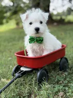 AKC Green , a male West Highland White Terrier for sale in Paducah, KY – 6 of 9