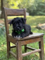 Riley, a male Scottish Terrier and West Highland White Terrier for sale in Paducah, KY – 4 of 8