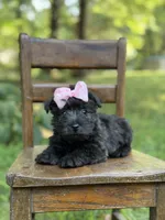 Pink, a female Scottish Terrier and West Highland White Terrier for sale in Paducah, KY – 10 of 10