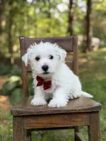 Ringo, a male Scottish Terrier and West Highland White Terrier for sale in Paducah, KY – 6 of 7