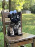 AKC Sylvia , a female Soft Coated Wheaten Terrier for sale in Paducah, KY – 7 of 10