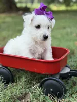 Purple, a female Scottish Terrier and West Highland White Terrier for sale in Paducah, KY – 8 of 10