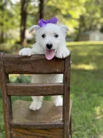 Regina , a female Scottish Terrier and West Highland White Terrier for sale in Paducah, KY – 9 of 10