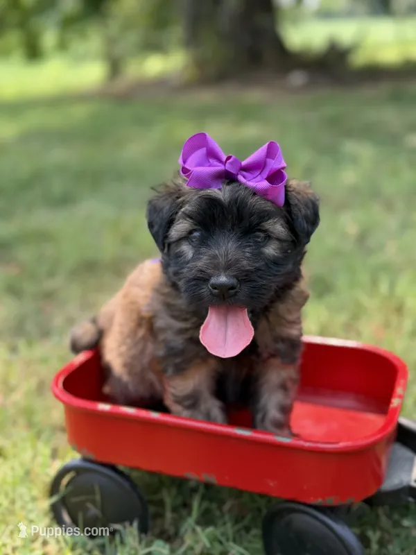 AKC Purple  – Soft Coated Wheaten Terrier puppy for sale in Paducah, KY