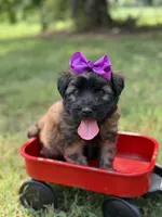 AKC Purple , a female Soft Coated Wheaten Terrier for sale in Paducah, KY – 1 of 8