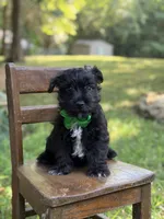 Riley, a male Scottish Terrier and West Highland White Terrier for sale in Paducah, KY – 5 of 8