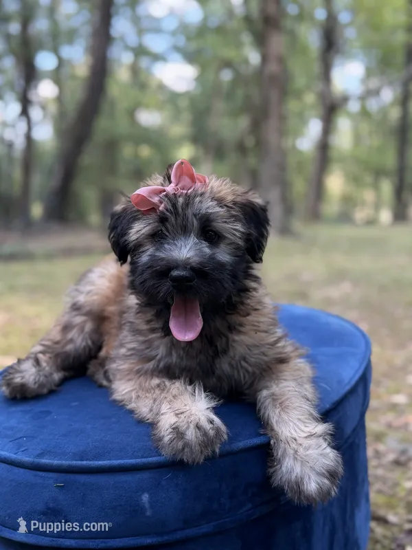 AKC Sophie – Soft Coated Wheaten Terrier puppy for sale in Paducah, KY