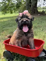 AKC Sophie, a female Soft Coated Wheaten Terrier for sale in Paducah, KY – 10 of 10