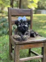 AKC Sylvia , a female Soft Coated Wheaten Terrier for sale in Paducah, KY – 3 of 10