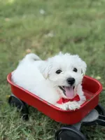 Red, a male Scottish Terrier and West Highland White Terrier for sale in Paducah, KY – 5 of 10