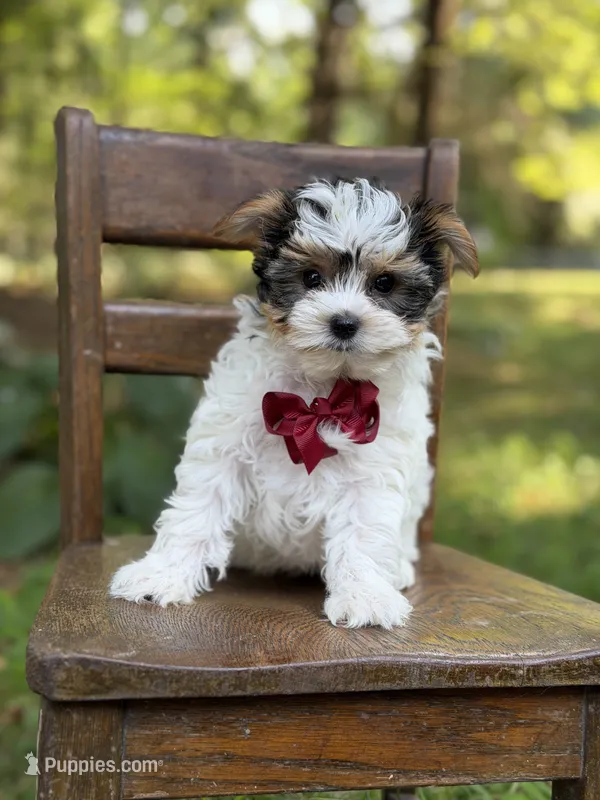 Mason – Yorkshire Terrier, Biewer puppy for sale in Paducah, KY