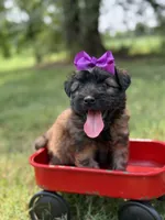 AKC Purple , a female Soft Coated Wheaten Terrier for sale in Paducah, KY – 6 of 8