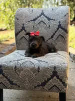 Cora, a female Scottish Terrier and West Highland White Terrier for sale in Paducah, KY – 6 of 10